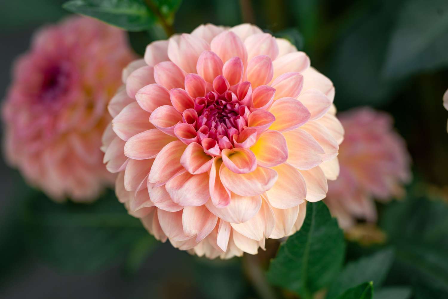 Dahlie 'Sebastian'